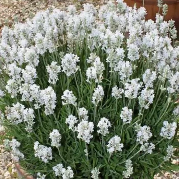 Саженцы Лаванды узколистной Белая (Lavandula angustifolia) Р9