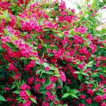Саженцы Вейгелы флорида Бристол Руби (Weigela florida Bristol Ruby) Р9