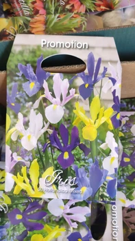 Ірис Холандіка Суміш 50 штук