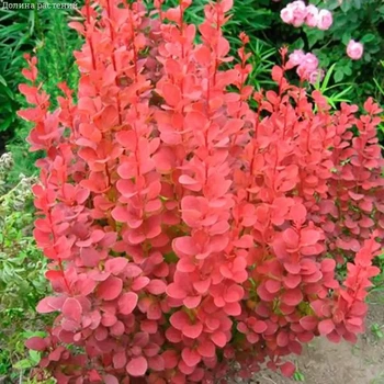 Барбарис "Orange Dream" Садовые растения, цветы многолетние, рассада, саженцы, травы.