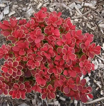 Барбарис "Red Hot Chili" декоративные кусты для сада, саженцы, хвойные растения в горшках.
