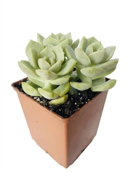 Суккулент Эхеверия Лола (Echeveria Lola) три цветка (s032s-3)
