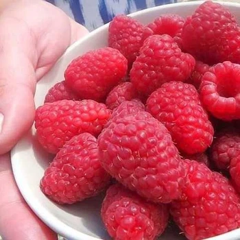 Саженцы летней малины Сорт Малиновый гигант