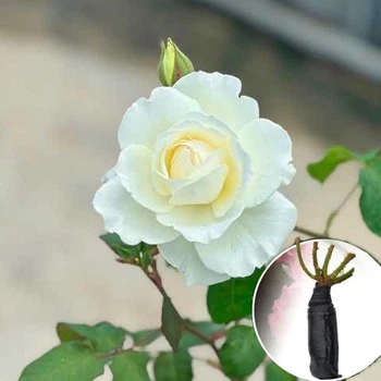 Троянда Princess Miyuki (Принцеса Міюкі) саджанець в плівці Matla Flowers