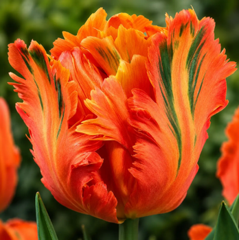 Тюльпан Папуговий Apricot Parrot 10/11