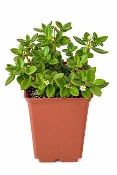 Суккулент Крассула Волкенса (Crassula volkensii) (s156s)