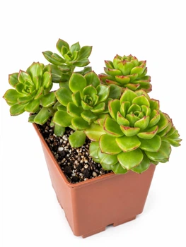 Суккулент Эхеверия Ред Лантен (Echeveria Red Lanten) (s134s)