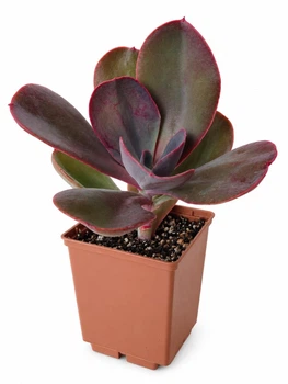Суккулент Эхеверия Гиббифлора Металлика (Echeveria gibbiflora Metallica) (s091s)