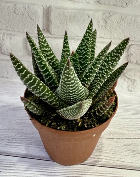Гастералоє роял хайнес Gasteraloe royal highness D8 см Сукулент Кімнатна рослина