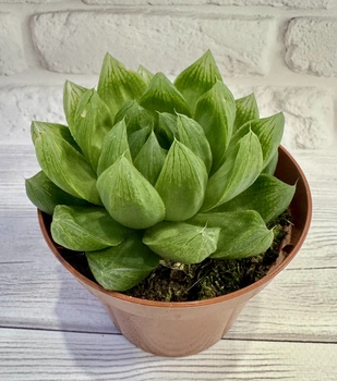 Хавортия Haworthia cooperi var. D8 см Суккулент Комнатное растение