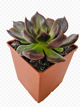 Суккулент Ехеверія Чорний принц (Echeveria Black Prince) (s024s)