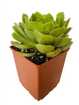 Суккулент Эониум Убрикум (Aeonium arboreum) (s011s)
