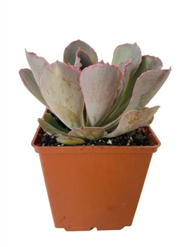 Сукулент Ехеверія Неон Брекерз (Echeveria Neon Breakers), контейнер 7*7*8 см (s014s)