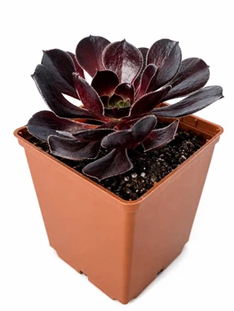 Эониум Шварцкопф (Aeonium Zwartzkopf) (s104s)