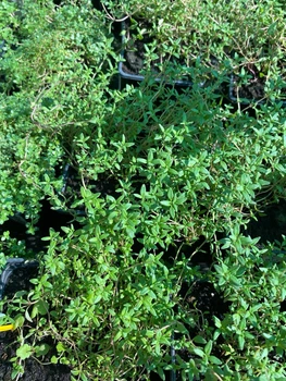 Чебрець Компактус (Thymus Compactus)