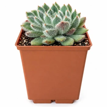 Сукулент Ехеверія Сетоза Мексиканський феєрверк (Echeveria setosa Mexican Firecracker) (s078s)