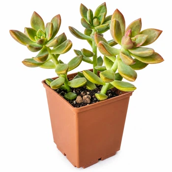 Сукулент Седум Адольфа (Sedum adolphii) (s052s)