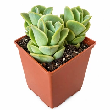 Сукулент Ехеверія Ловлі Роуз (Echeveria Lovely Rose) (s090s)
