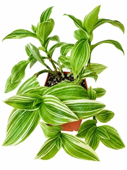 Сукулент Традесканція Альбовіттата (Tradescantia albiflora Albovittata) (s121m)