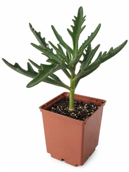 Сукулент Каланхое Цератофілла Оленячі роги (Kalanchoe ceratophylla) (s157s)