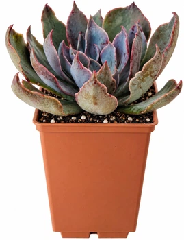 Сукулент Ехеверія гібридна Шавіана Стриктіфлора (Echeveria Shaviana Strictiflora) (s160s)