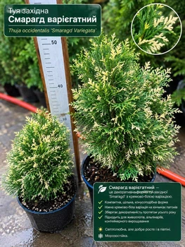 Туя західна Smaragd Variegata 2-х років С2л.1шт.