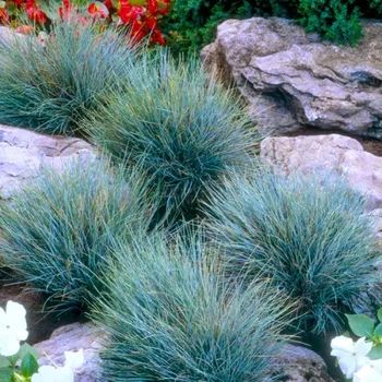 Саджанці Вівсяниця Блуред (Festuca Bluе red) в 380гр горщиках