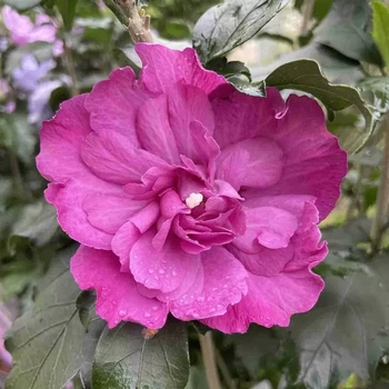 Гібіскус деревовидний "Magenta Chiffon" саджанці квітучих чагарників у горщиках