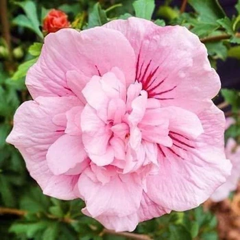 Гибискус древовидный "Pink Chiffon" саженцы деревьев и кустарников