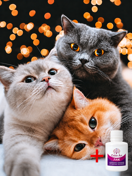 Алмазна мозаїка на підрамнику ColorArt 30х40см Тріо котиків STP484 + Подарунок лак для покриття