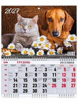 Настенный календарь на 3 пружинах 2027 Кот и такса среди ромашек