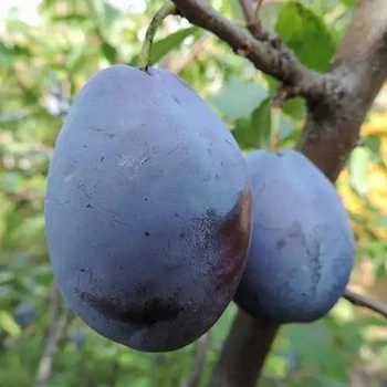 Саджанці сливи Амерс