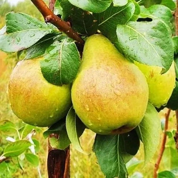 Саджанці груші Рікс