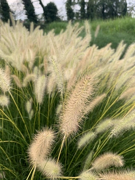 Пеннісетум лисохвостий «Лама» (Pennisetum alopecuroides 'Lama') С3