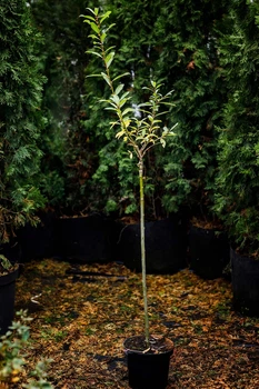 Ива тсугавидная Гинме / Salix tsugaluensis Ginme, С7.5 Ра60