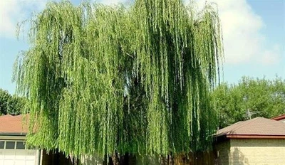 Ива вавилонская/ Salix babylonica var. pekinensis Pendula C60 Р300-320 D12-14