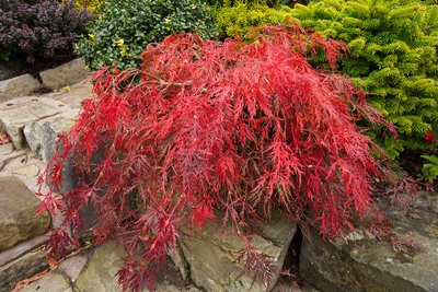 Клен пальмолистный Гарнет / Acer palmatum Garnet С7.5 / Ра 20, Діаметр 50-80