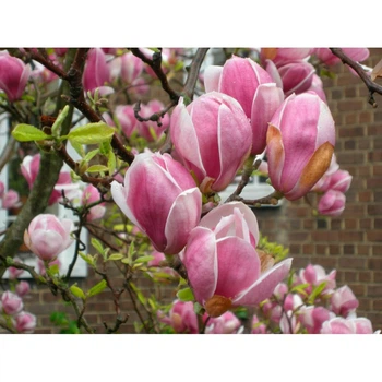 Магнолия "Суланжа" (Magnolia "soulangiana") С3