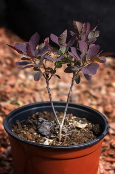 Скумпия кожевельная "Royal Purple" C3 h20-30 см.