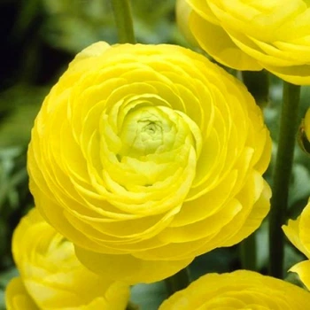 Жовтець Ranunculus Aviv Yellow