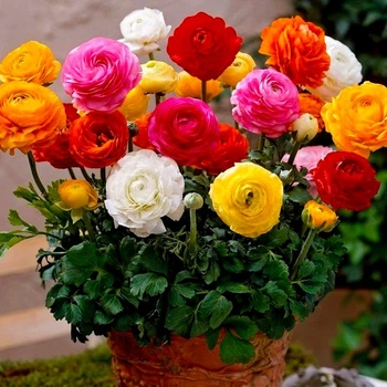 Жовтець Ranunculus Tomer Mix