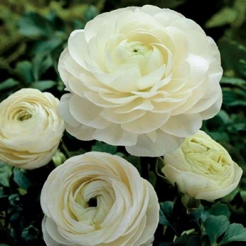Жовтець Ranunculus Aviv With
