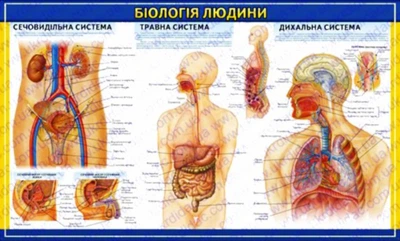 Стенды по биологии Биология человека 3 White