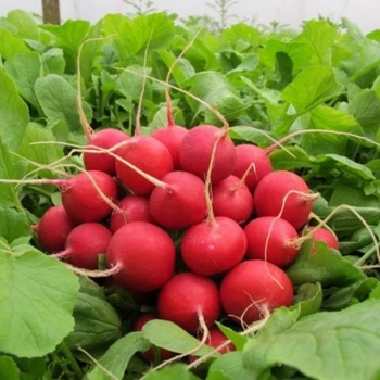 Семена редиса Илка, Satimex, 3 г.