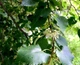 Липа дрібноли́ста Pevé Kronenberg' /Tilia cordata 'Pevé Kronenberg' С20 /Ра120 - зображення 6