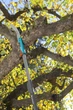 Piła ogrodowa Combisystem CS 300 PP wygięta (08738-20.000.00) - obraz 11