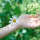 Гігієнічні прокладки Naturella Ultra Normal Duo 20 шт (8001090585592) - зображення 4