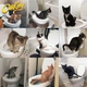 Туалет для кота Citi Kitty Набор для приучения кошки к унитазу (572 V) - изображение 2