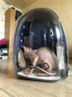 Рюкзак переноска з розширенням Pet Cat для домашніх тварин (кішок собак кроликів птахів і ін) синій (IBH007L) - зображення 8