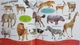 Книга на англійській мові My Book of Animals від автора Miles Kelly і видавництва Miles Kelly з Великобританії - зображення 3